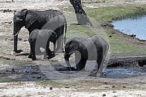 Elephant group on the Chobe River Front in Chobe National Park