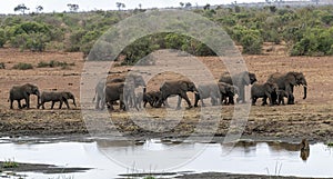 Elephant group drinking at the pool in kruger park south africa