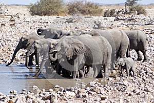 Elephant group drinking at Waterhole in Etosha, Namibia