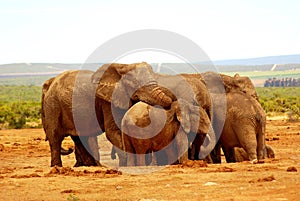 Elephant group hug