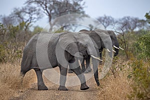 Elephant group in kruger park south africa