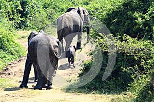 A elephant group leaves the shore