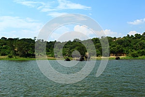 An elephant group with little baby elephants