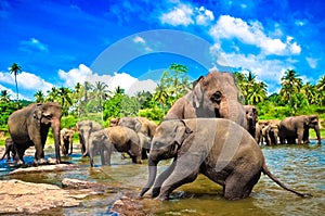 Elephant group in the river photo