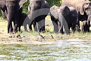 An elephant group with small baby elephants