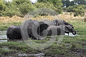Elephant group taking bath and drinking at a waterhole in Chobe