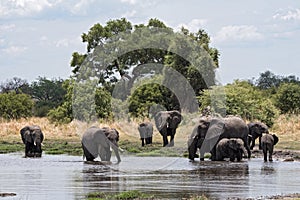 Elephant group taking bath and drinking at a waterhole in Chobe