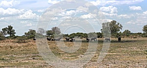 Elephant group taking bath and drinking at a waterhole in Moremi Game Reserve, Botswana