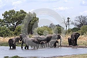 Elephant group taking bath and drinking at a waterhole in Moremi Game Reserve, Botswana