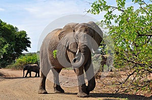 Elephant guarding the road,Kruger national park,