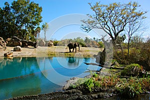 Elephant habitat photo