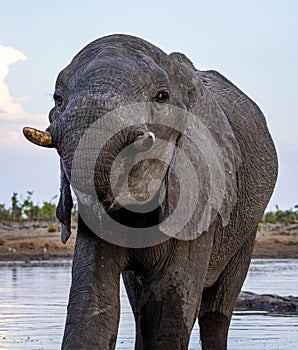 Elephant with only half a trunk at a waterhole in Botswana, Africa