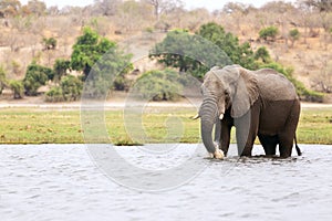 Elephant half wet in sunset light in Africa