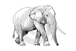 Elephant hand drawn illustrations