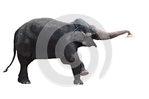 Elephant with hat on white background