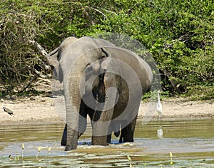 Elephant having bath