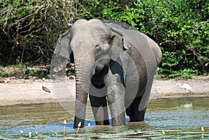 Elephant having bath