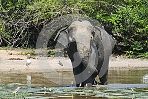 Elephant having bath