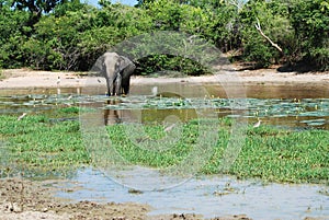 Elephant having bath