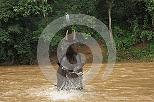 An elephant is having a bath