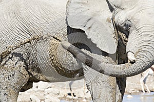Elephant having bath.
