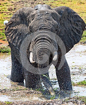 Elephant having a splashing time in Spouth Luangwa, Zambia