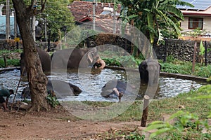 Elephant having their bath in a zoo.