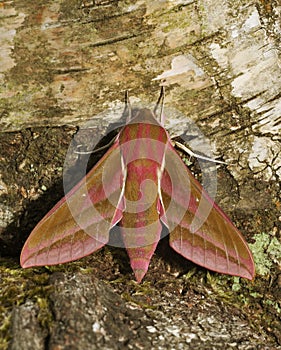 Elephant Hawk Moth