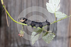 Elephant hawk moth caterpillar Deilephila elpenor