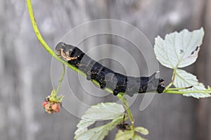 Elephant hawk moth caterpillar Deilephila elpenor