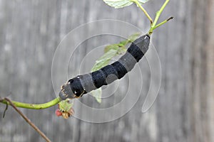 Elephant hawk moth caterpillar Deilephila elpenor