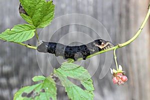 Elephant hawk moth caterpillar Deilephila elpenor