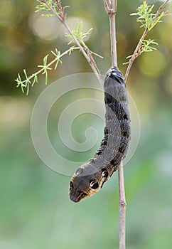 Elephant Hawk-moth caterpillar Deilephila elpenor