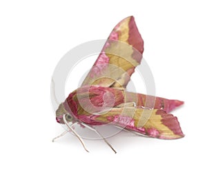 Elephant Hawk, moth, Deilephila elpenor