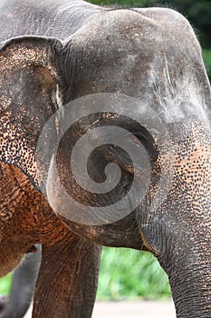 Elephant Head