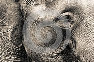 Elephant Head