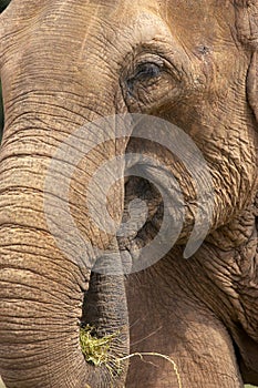 Elephant head