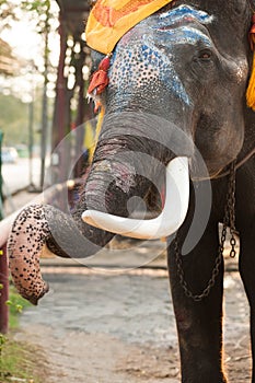 Elephant head.