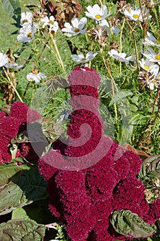 Elephant Head Amaranth Amaranthus gangeticus  847612