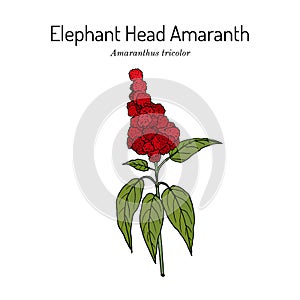 Elephant-head amaranth Amaranthus gangeticus, or tricolor , medicinal plant photo
