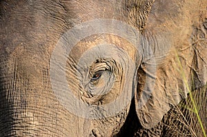 Elephant head with big ears and eye detail photo