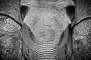 Elephant Head in Black and White