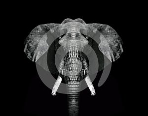 Elephant head black and white wallpaper