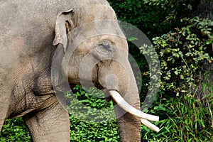 Elephant head close side profile portrait against green background, with visible white tusks or modified second incisors