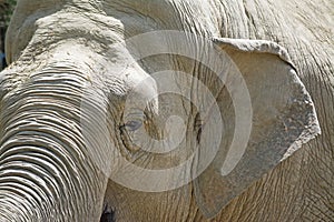 Elephant head close up