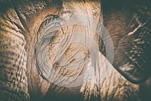 Elephant head close up