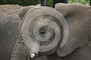 Elephant head close up in a Park Safari