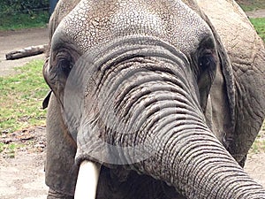 Elephant head closeup