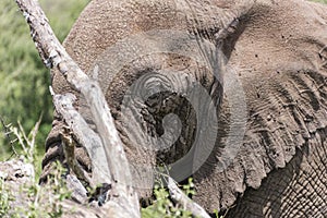 Elephant Head Closeup