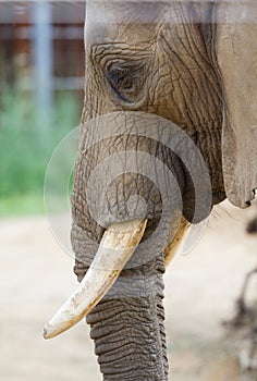 Un elefante cabeza 